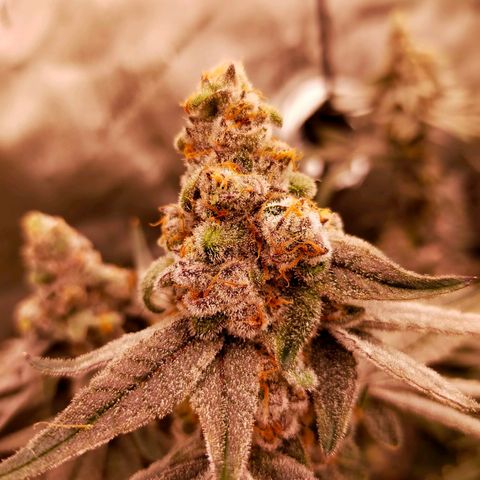 Trichome Orchards growlog photo: Rainbow Fritters #2. Day 57.