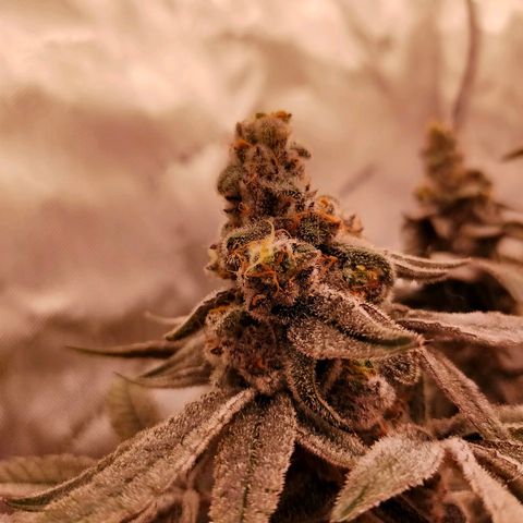 Trichome Orchards growlog photo: Rainbow Fritters #2. Day 57.