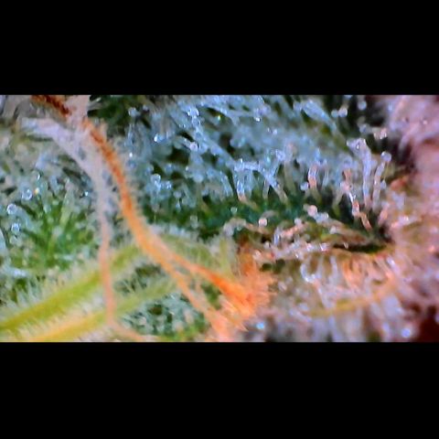 Trichome Orchards growlog photo: Rainbow Fritters #2. Day 57.