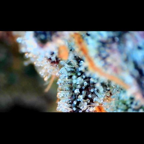 Trichome Orchards growlog photo: Ringz of Saturn. Day 57. 