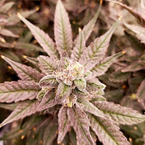 Trichome Orchards growlog photo: Ringz of Saturn. Day 57. 