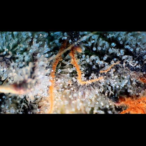 Trichome Orchards growlog photo: Pauly Walnuts.