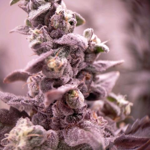 Trichome Orchards growlog photo: Ringz of Saturn.