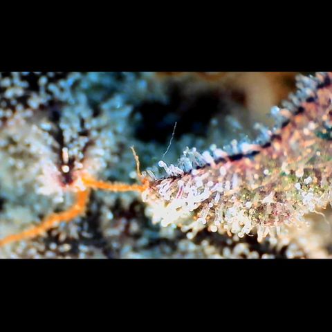 Trichome Orchards growlog photo: Ringz of Saturn.