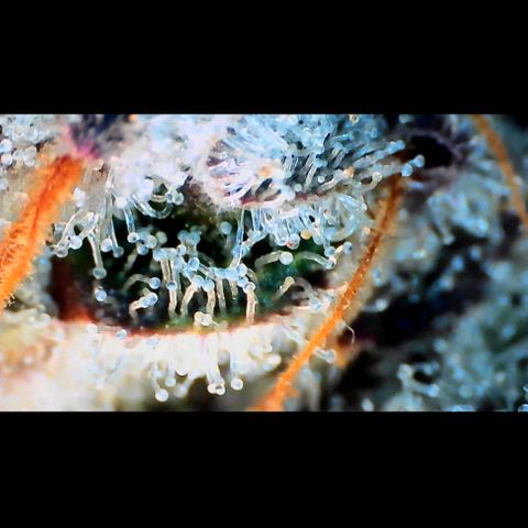 Trichome Orchards growlog photo: Rainbow Fritters#2.