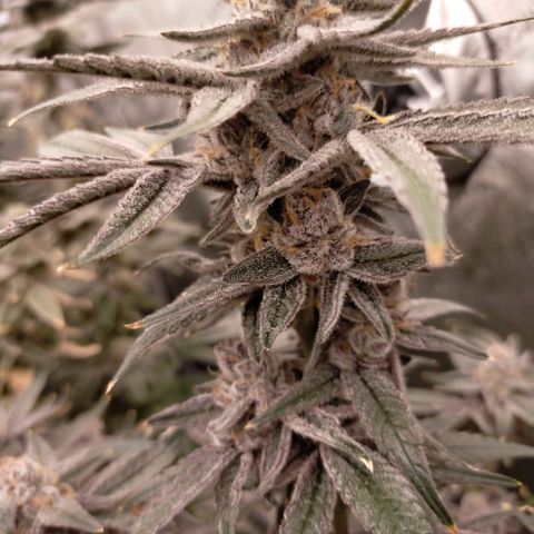 Trichome Orchards growlog photo: Rainbow Fritters#1.