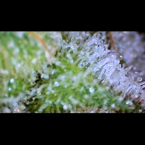 Trichome Orchards growlog photo: Rainbow Fritters#2.