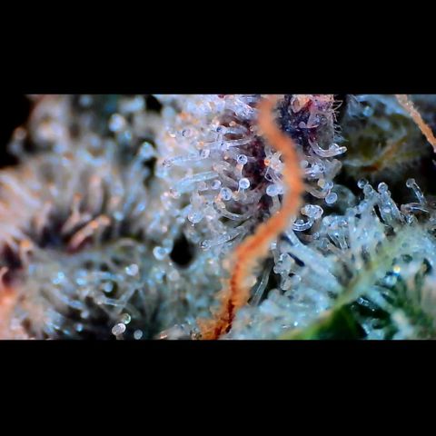 Trichome Orchards growlog photo: Rainbow Fritters#2.