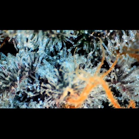 Trichome Orchards growlog photo: Rainbow Fritters#1.