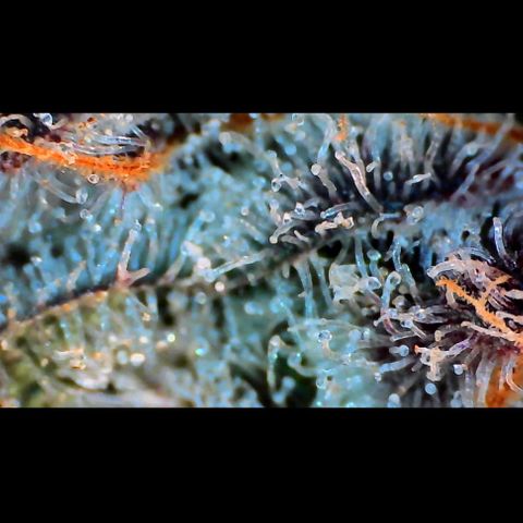 Trichome Orchards growlog photo: Rainbow Fritters#2.
