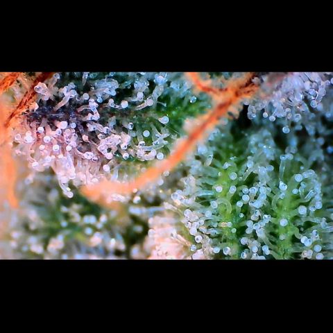 Trichome Orchards growlog photo: Pauly Walnuts.