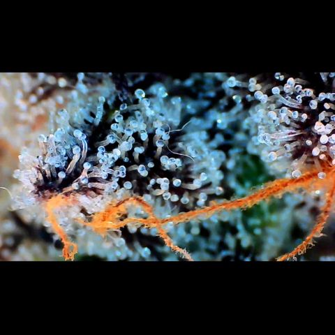 Trichome Orchards growlog photo: Ringz of Saturn.
