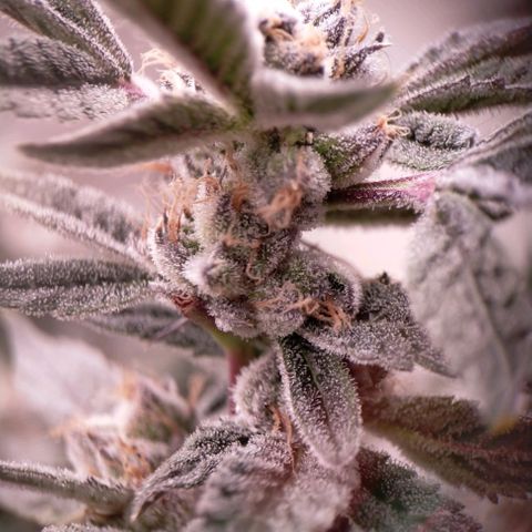 Trichome Orchards growlog photo: Pauly Walnuts.