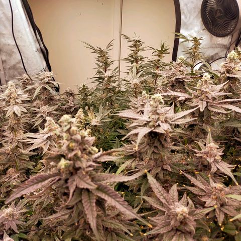 Trichome Orchards growlog timeline photo