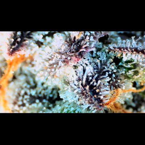 Trichome Orchards growlog photo: Ringz of Saturn.