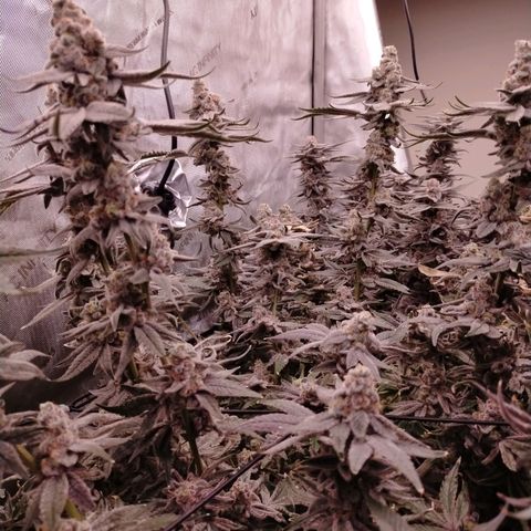 Trichome Orchards growlog photo: Rainbow Fritters#2