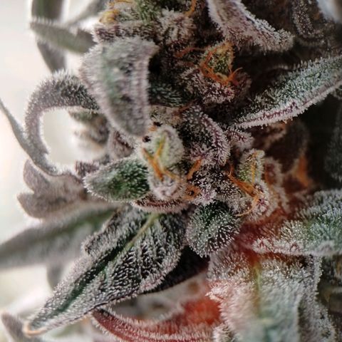 Trichome Orchards growlog photo: Ringz of Saturn