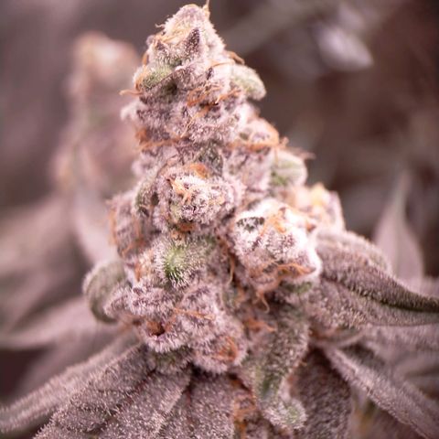 Trichome Orchards growlog photo: Rainbow Fritters#2