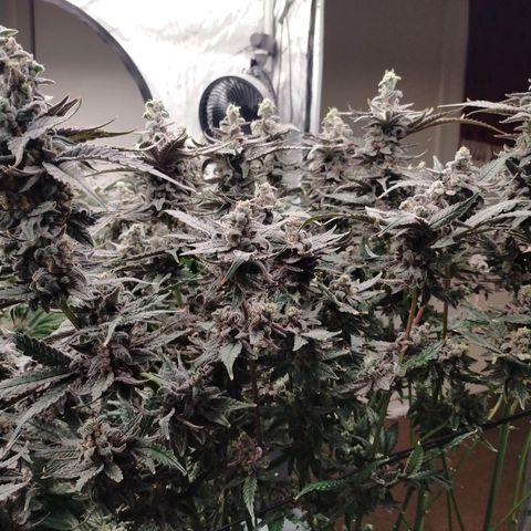 Trichome Orchards growlog photo: Ringz of Saturn 