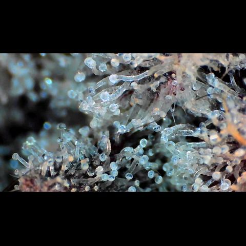 Trichome Orchards growlog photo: Rainbow Fritters#1.
