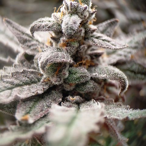 Trichome Orchards growlog photo: Ringz of Saturn