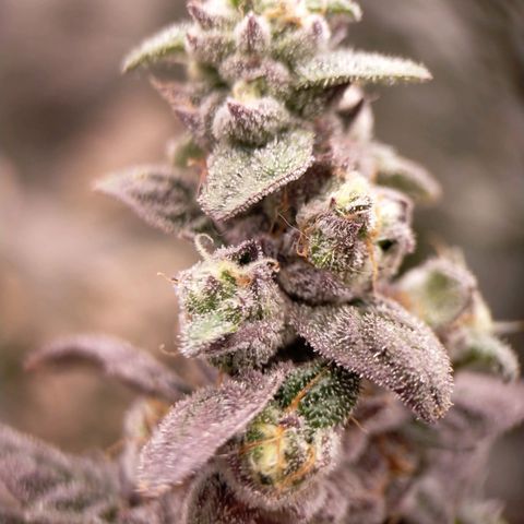 Trichome Orchards growlog photo: Ringz of Saturn
