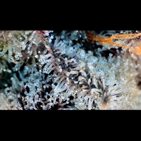 Trichome Orchards growlog photo: Rainbow Fritters#1.