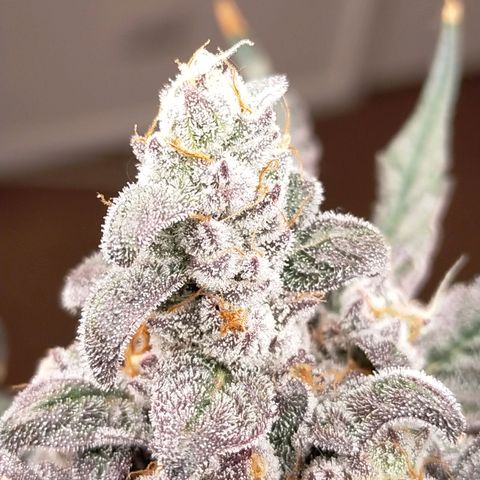 Trichome Orchards growlog photo: Ringz of Saturn 