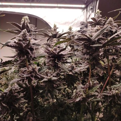 Trichome Orchards growlog photo: Ringz of Saturn 