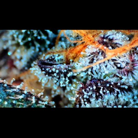 Trichome Orchards growlog photo: Ringz of Saturn.