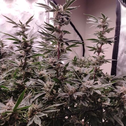 Trichome Orchards growlog photo: Pauly Walnuts