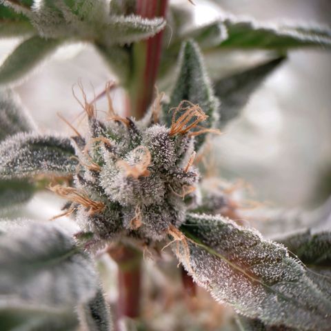 Trichome Orchards growlog photo: Pauly Walnuts
