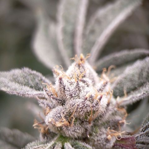 Trichome Orchards growlog photo: Pauly Walnuts