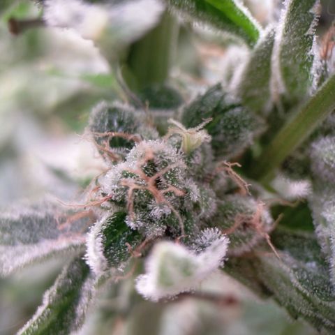 Trichome Orchards growlog photo: Pauly Walnuts