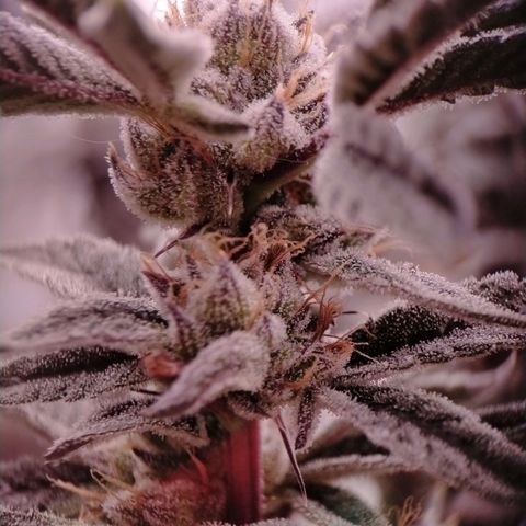 Trichome Orchards growlog photo: Pauly Walnuts