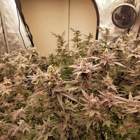 Trichome Orchards growlog timeline photo