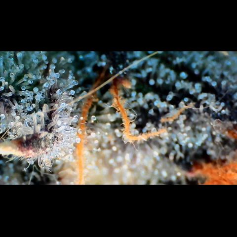 Trichome Orchards growlog photo: Pauly Walnuts.
