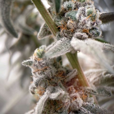 Trichome Orchards growlog photo: Rainbow Fritters#2