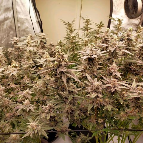 Trichome Orchards growlog timeline photo
