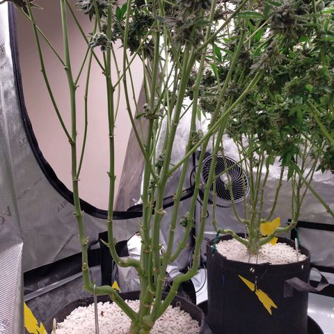 Trichome Orchards growlog photo: Ringz of Saturn 