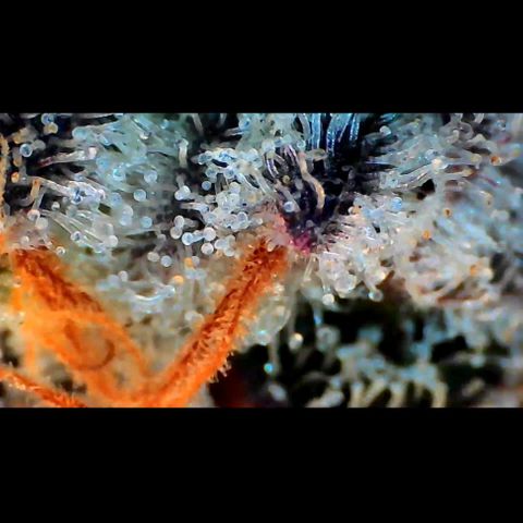 Trichome Orchards growlog photo: Rainbow Fritters#2.