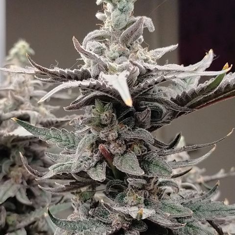 Trichome Orchards growlog photo: Ringz of Saturn 