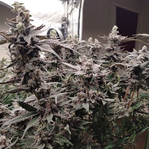 Trichome Orchards growlog photo: Ringz of Saturn 