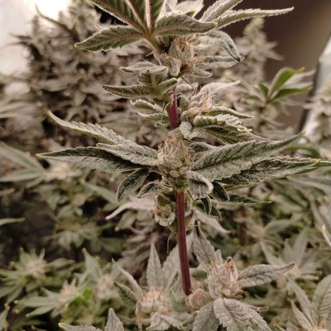 Trichome Orchards growlog photo: Pauly walnuts