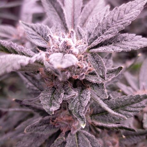 Trichome Orchards growlog photo: Pauly walnuts