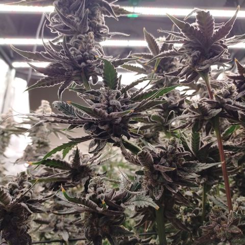 Trichome Orchards growlog photo: Ringz of Saturn 