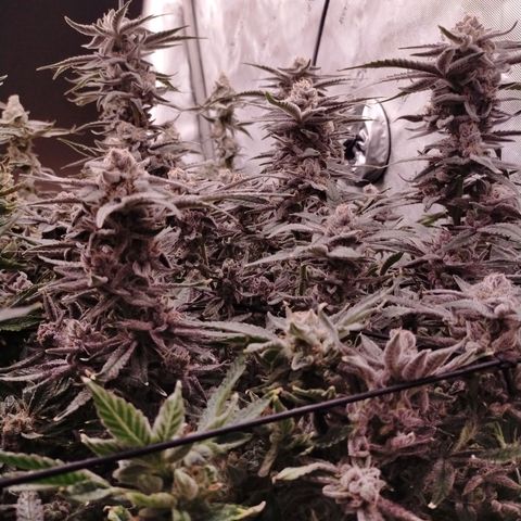 Trichome Orchards growlog photo: Rainbow Fritters#1