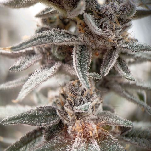 Trichome Orchards growlog photo: Rainbow Fritters#1