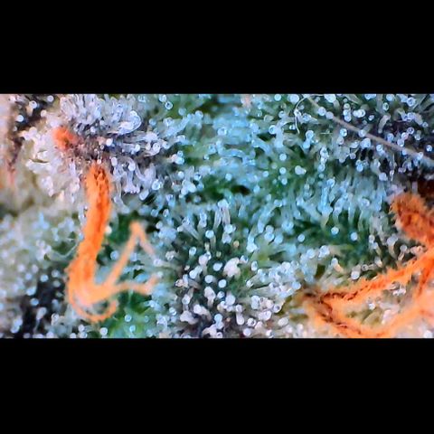 Trichome Orchards growlog photo: Pauly Walnuts.