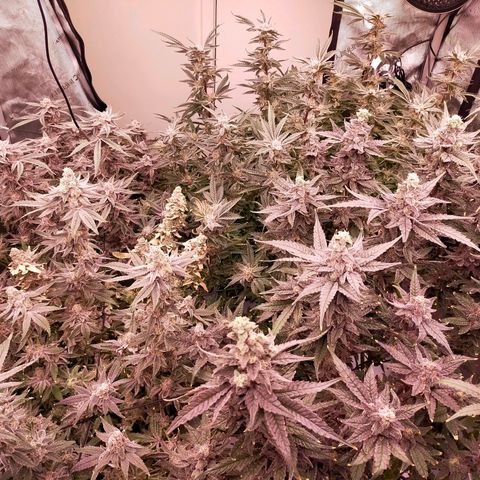 Trichome Orchards growlog timeline photo